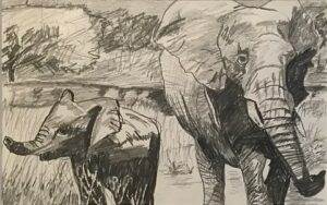 Alastair George T Gamble | Elephant Maturity