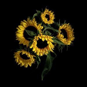 Victor Griffin | Sunflowers