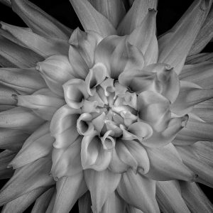 Victor griffin | Dahlia in Full Bloom