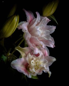 Victor Griffin | Transluscence