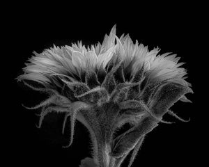 Victor griffin | The Sunflower
