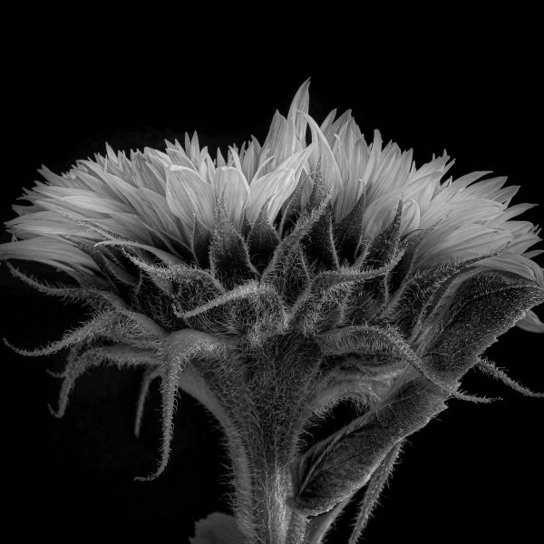 Victor griffin | The Sunflower