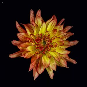 Victor Griffin | Vibrancy