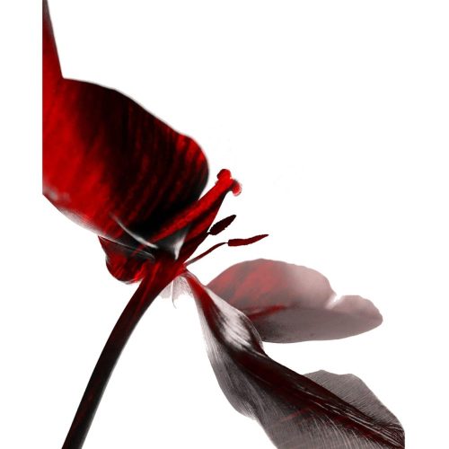 1FhwQ329gVbK-Tulip_Tease-II_A_ratio_web