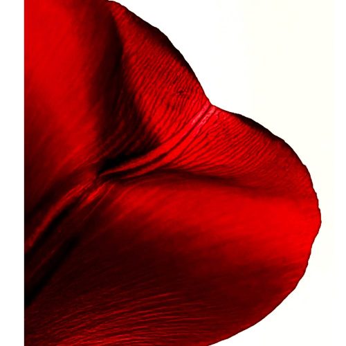 MrTArmPOACn6-Tulip_Tease_A_ratio_web