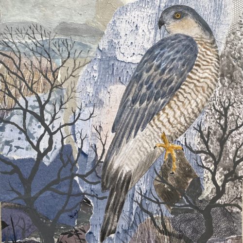 TZDNc7ugvoNo-A4-Sparrowhawk-Copy-Copy-scaled-1