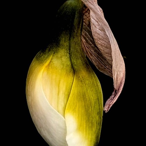 YGRH6y26lr0u-Narcissus_Tango_A_ratio_web