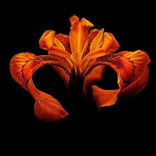 mmSSrF7OTRW6-Solar_Iris_square_web