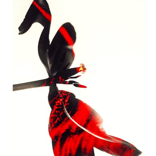 saQdDxttM2MT-Tulip_Tease-III_A_ratio_web