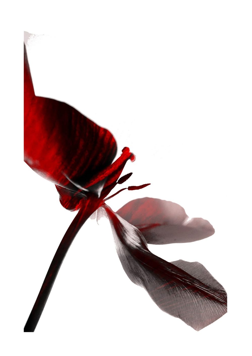 Iryna Maksymchuk | Tulip Tease II