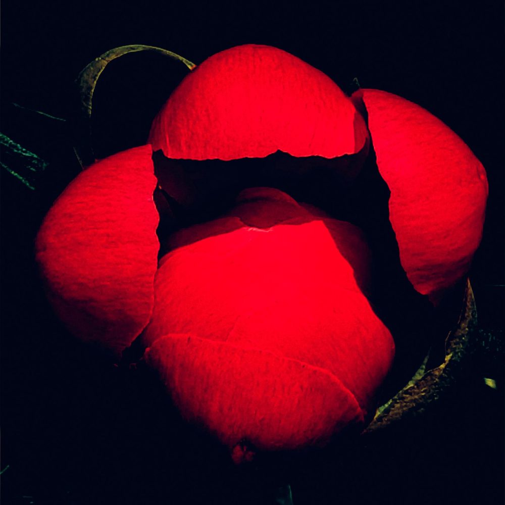Iryna Maksymchuk | Scarlet Bloom