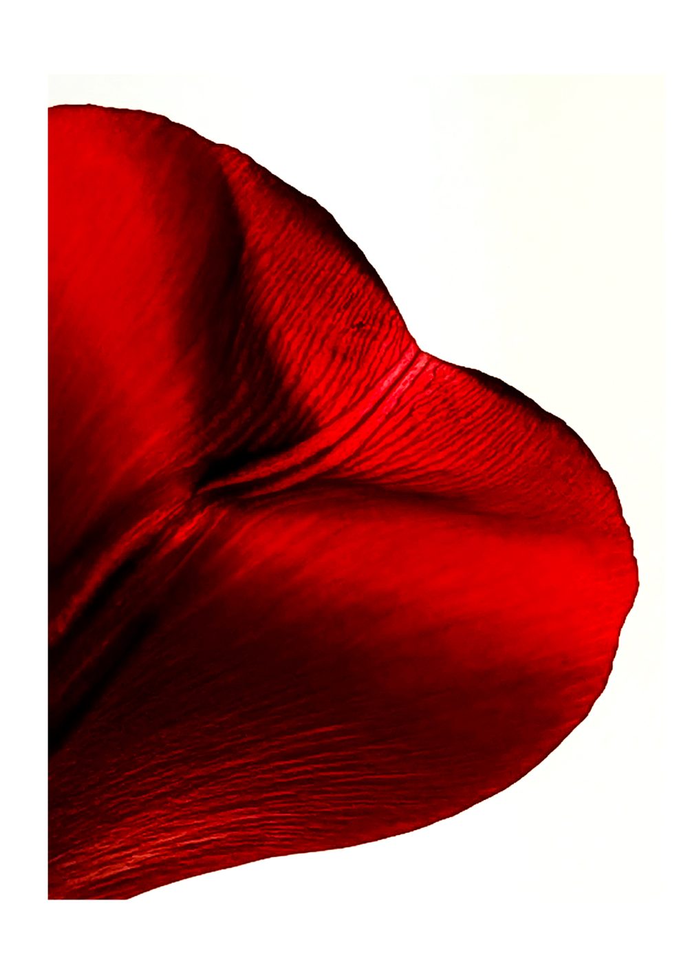 Iryna Maksymchuk | Tulip Tease I