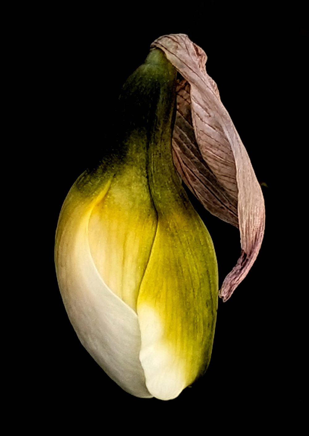 Iryna Maksymchuk | Narcissus's Tango