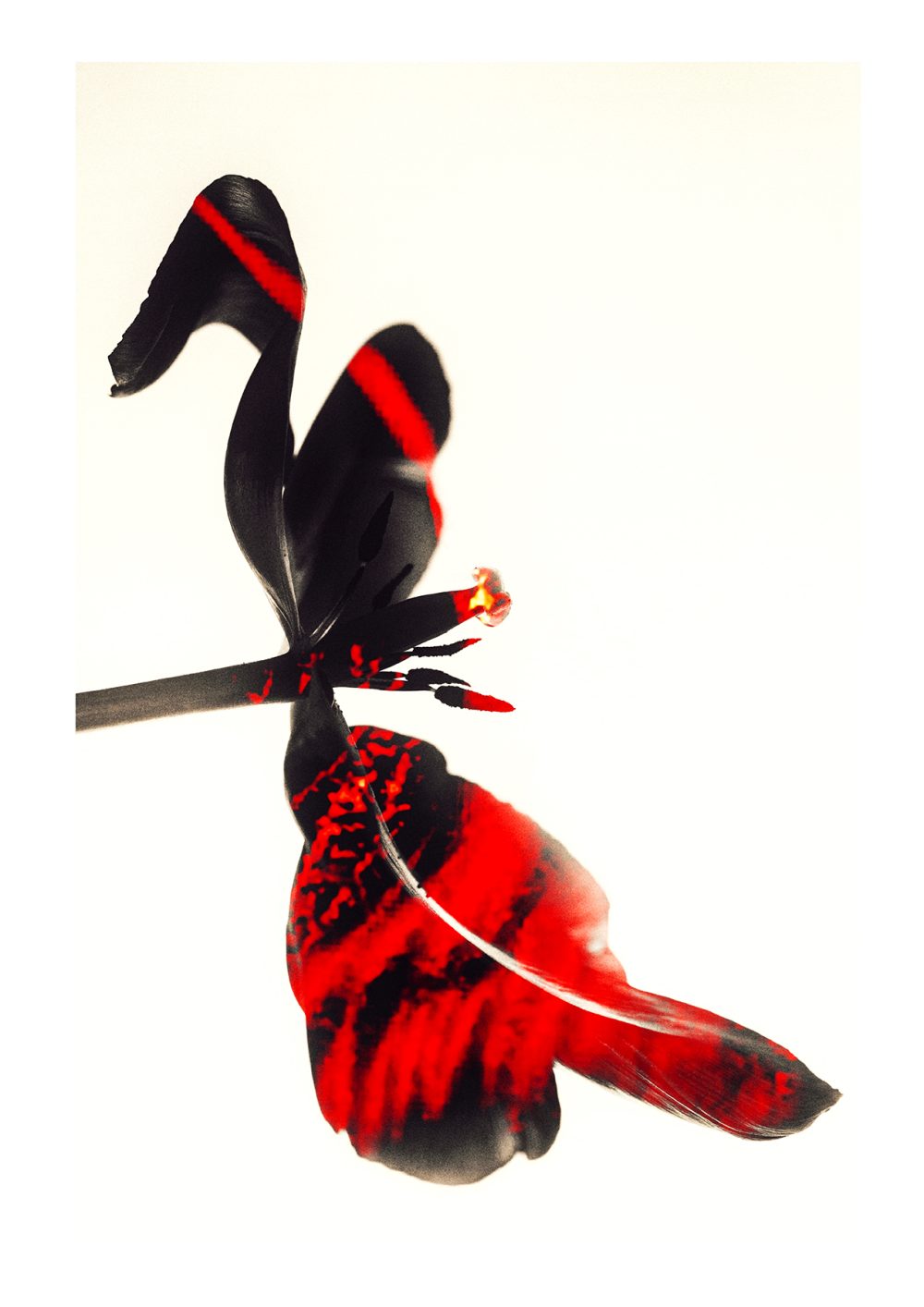 Iryna Maksymchuk | Tulip Tease III